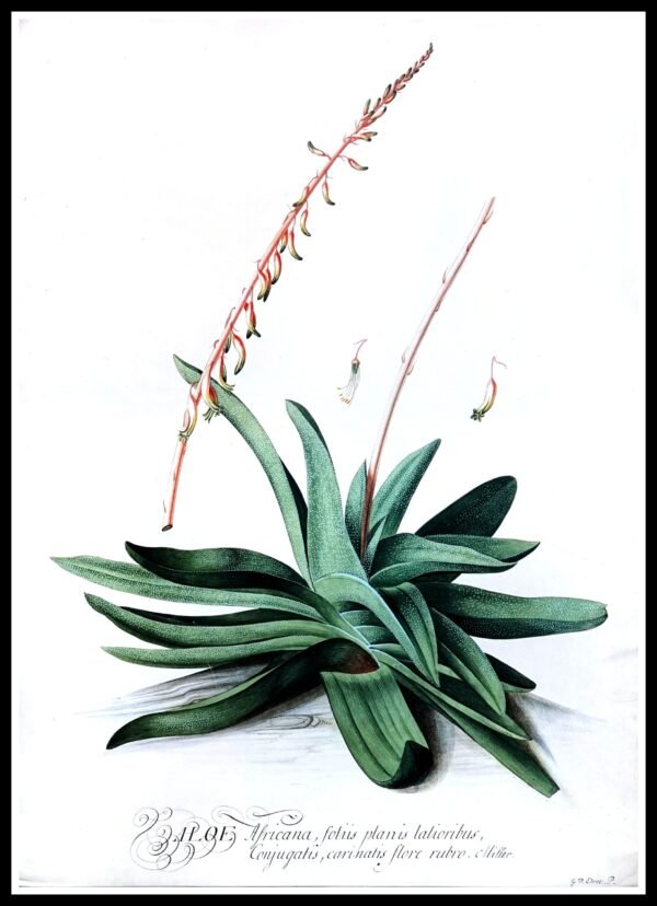 DNA EDP100 Aloe Africana